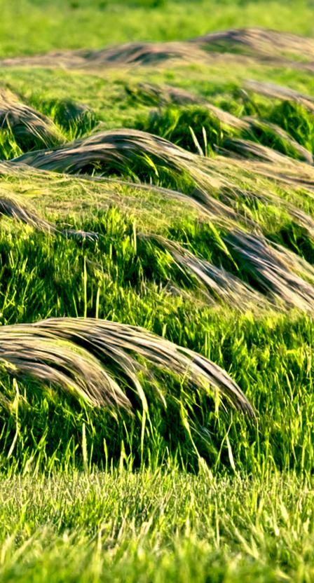 Grass field