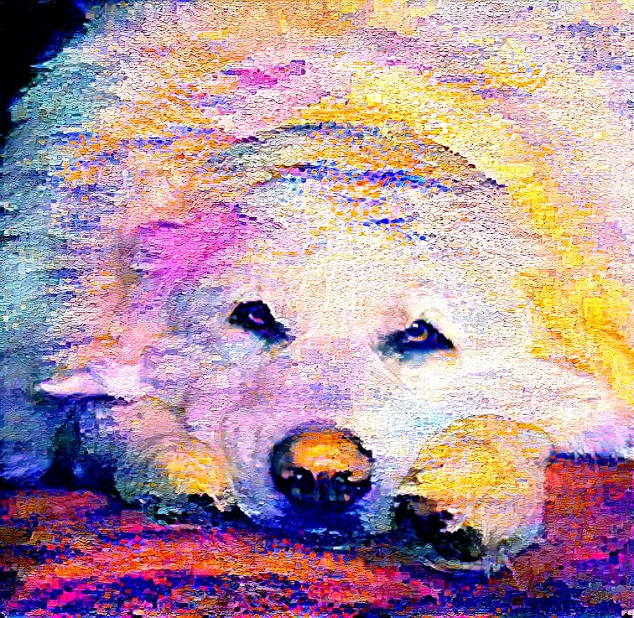 Pet Portrait - Daisy