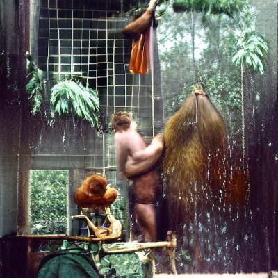 Samuel Hayden showering while an Orangutan scrubs his back 