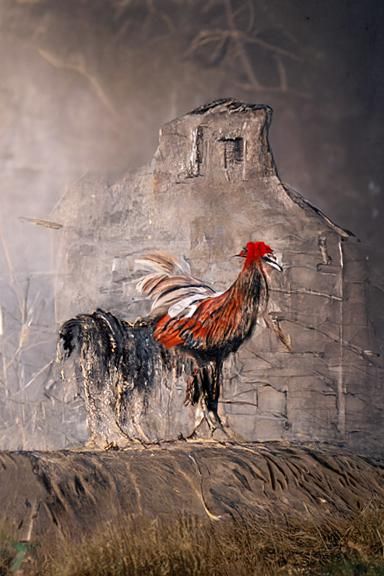 Rooster in a barn