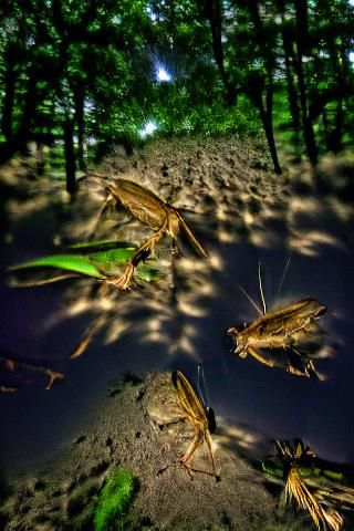 Crickets in the night sky wide-angle lens shadow depth flick...