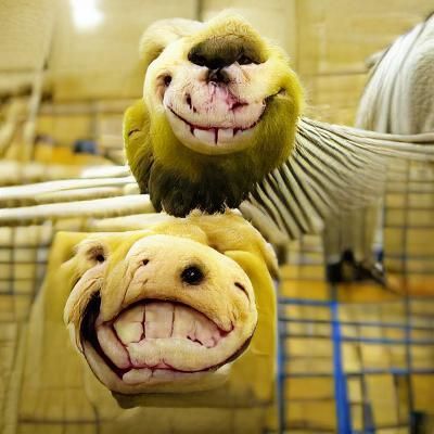 Animals with smiling faces
