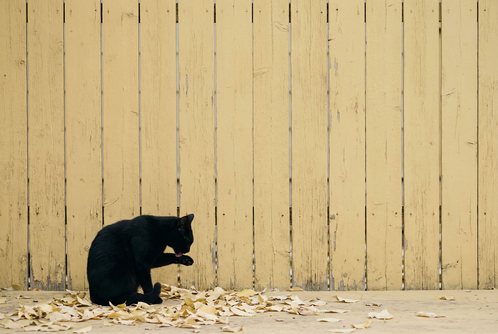 Yellow Wall and Black Cat