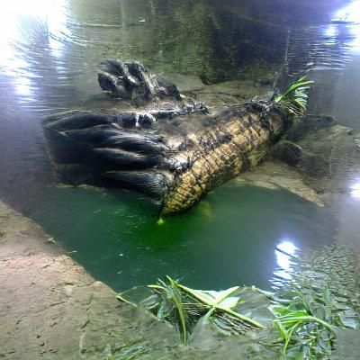 Black water giant crocodile