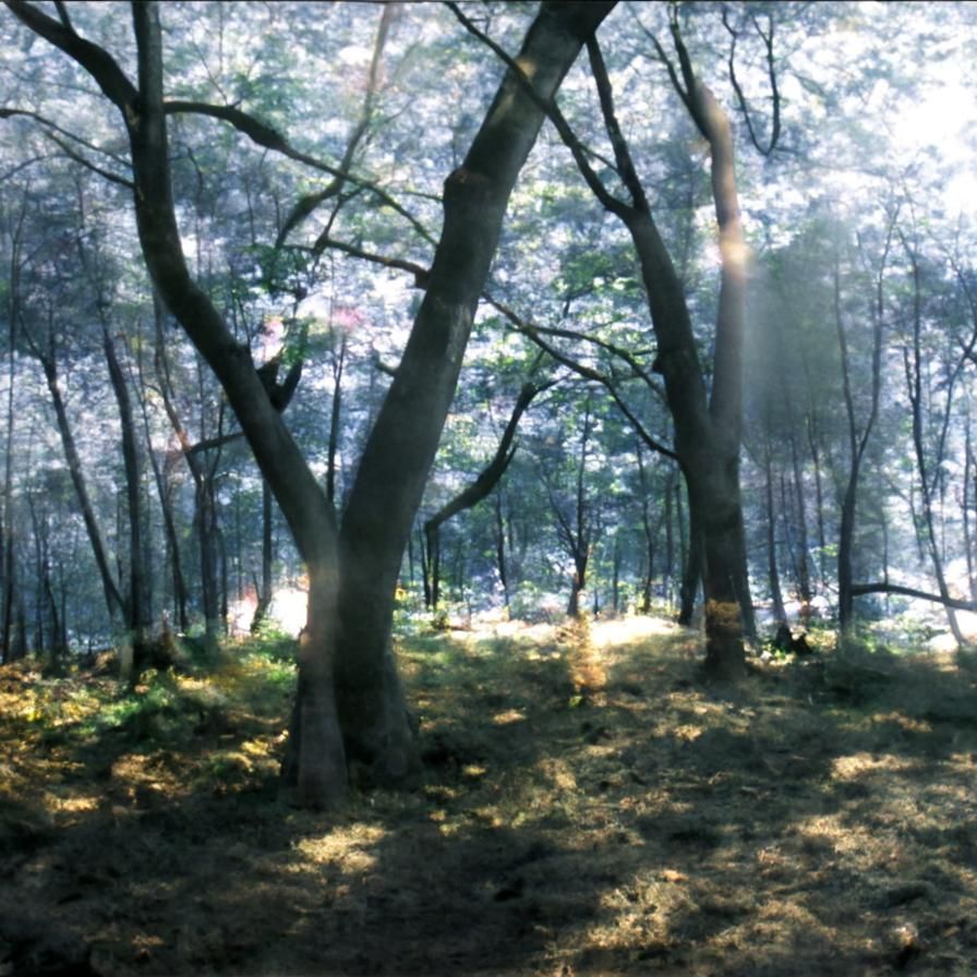 Backlite summer english forest