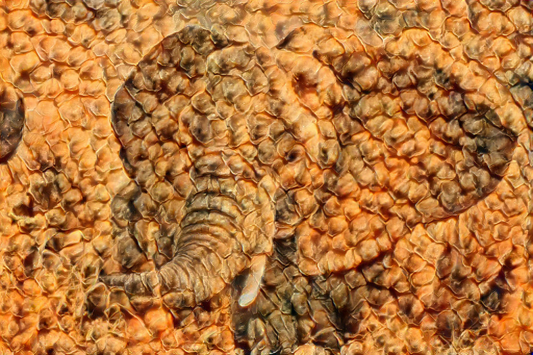 Elephant with lizard skin