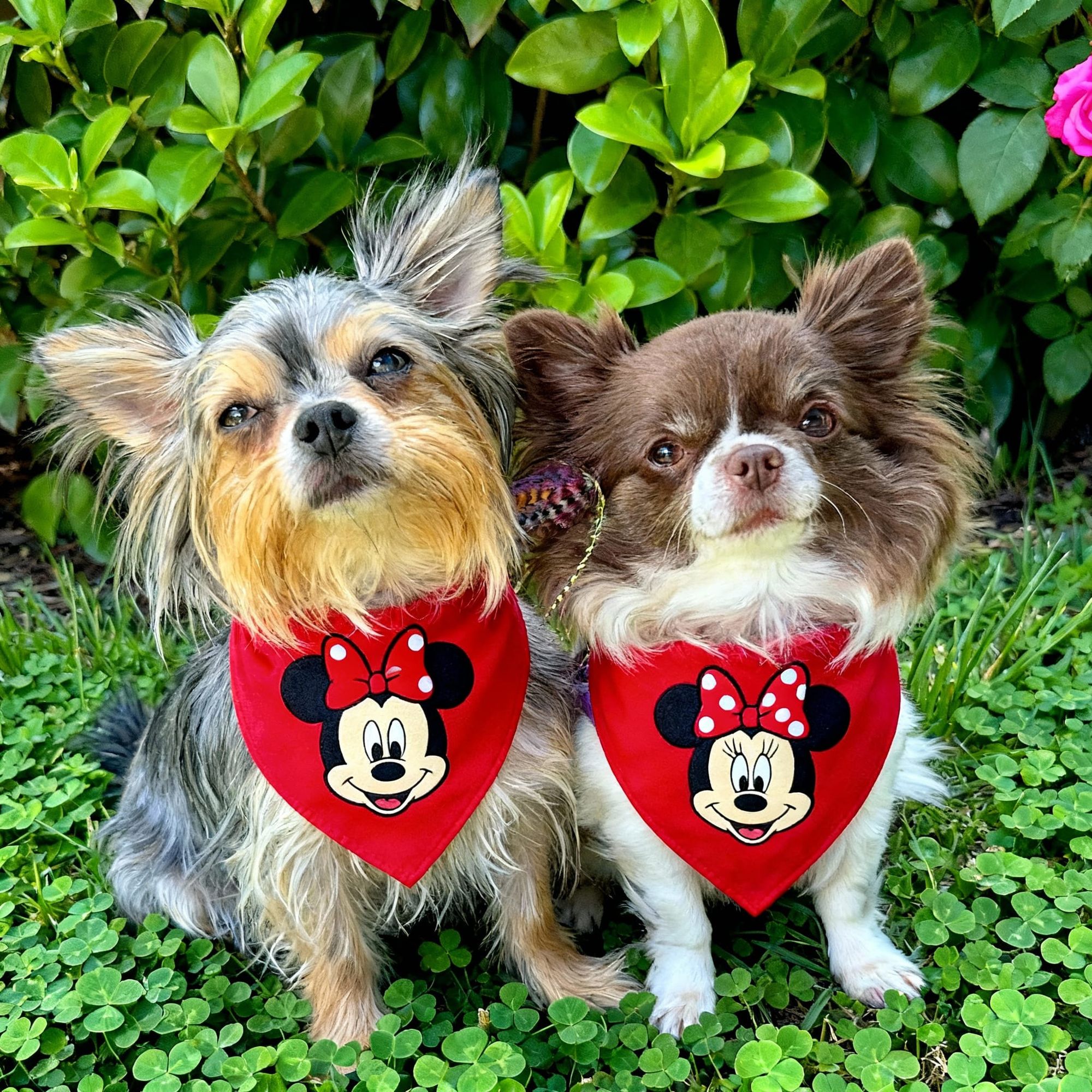 At Disney world with Minnie & mickey, change dog bandanas to Disney themed
