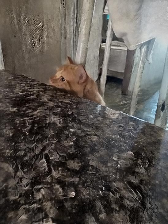 Gato cibernético curioso