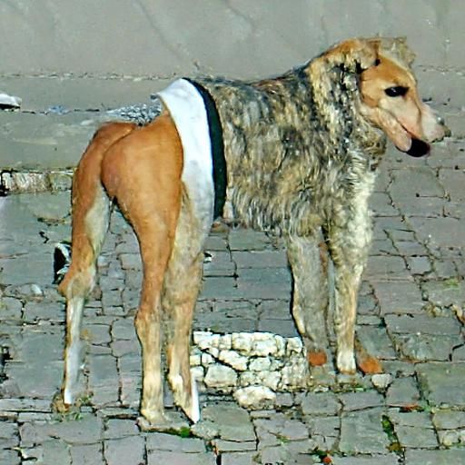 Stray Dog