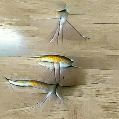 fish with legs