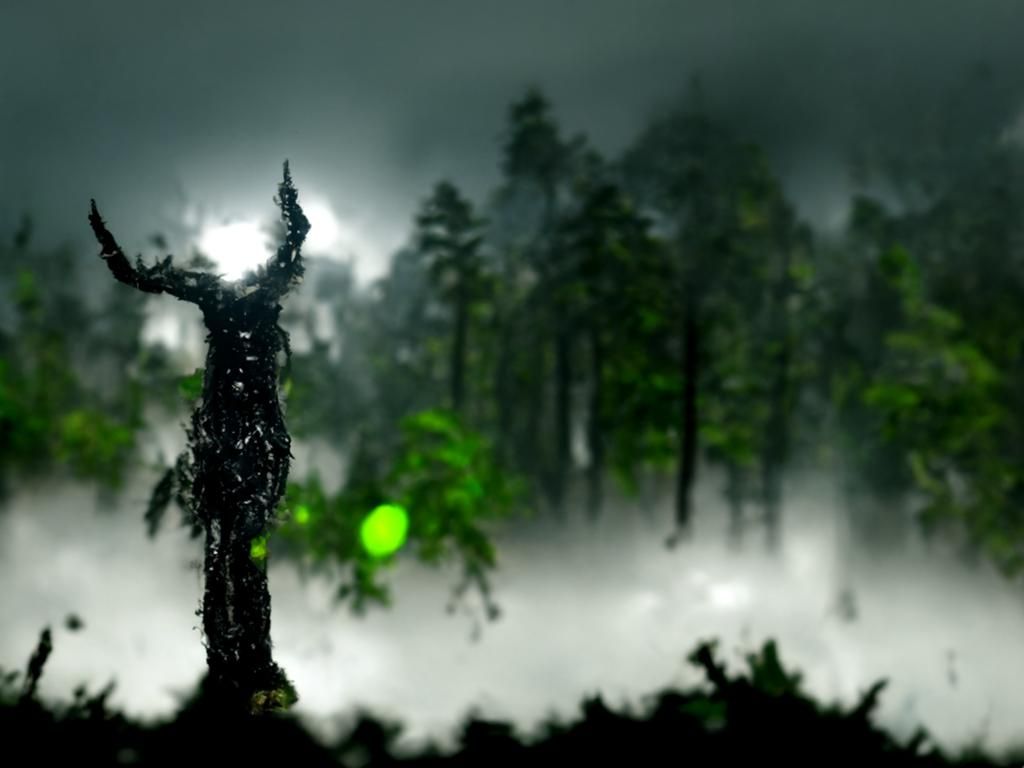 Midnight forest