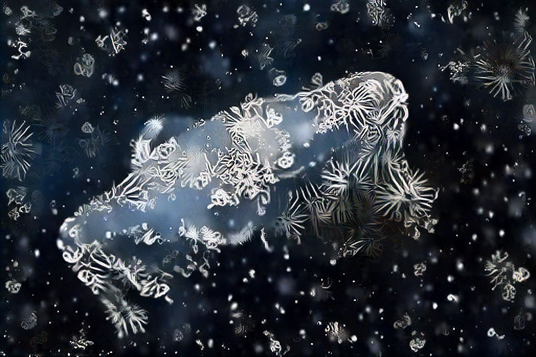 Jelly Fish
