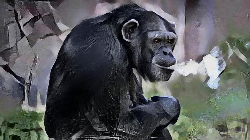 Monke smoking