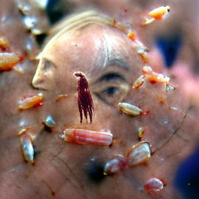 Itch Krill