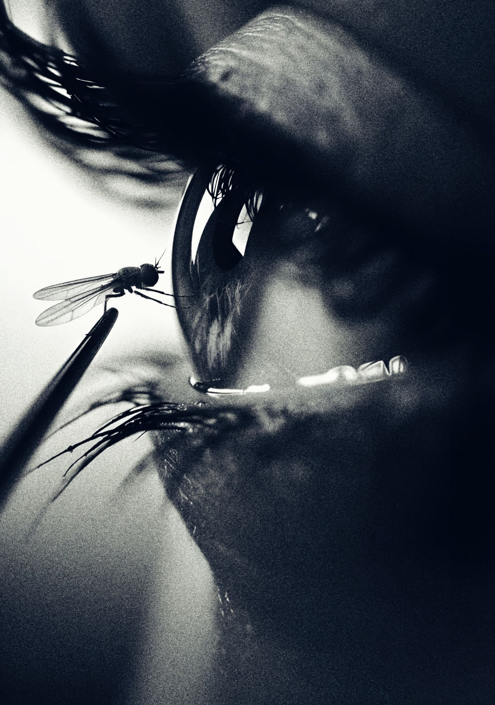 𝙱𝚛𝚊𝚌𝚑𝚢𝚌𝚎𝚛𝚊