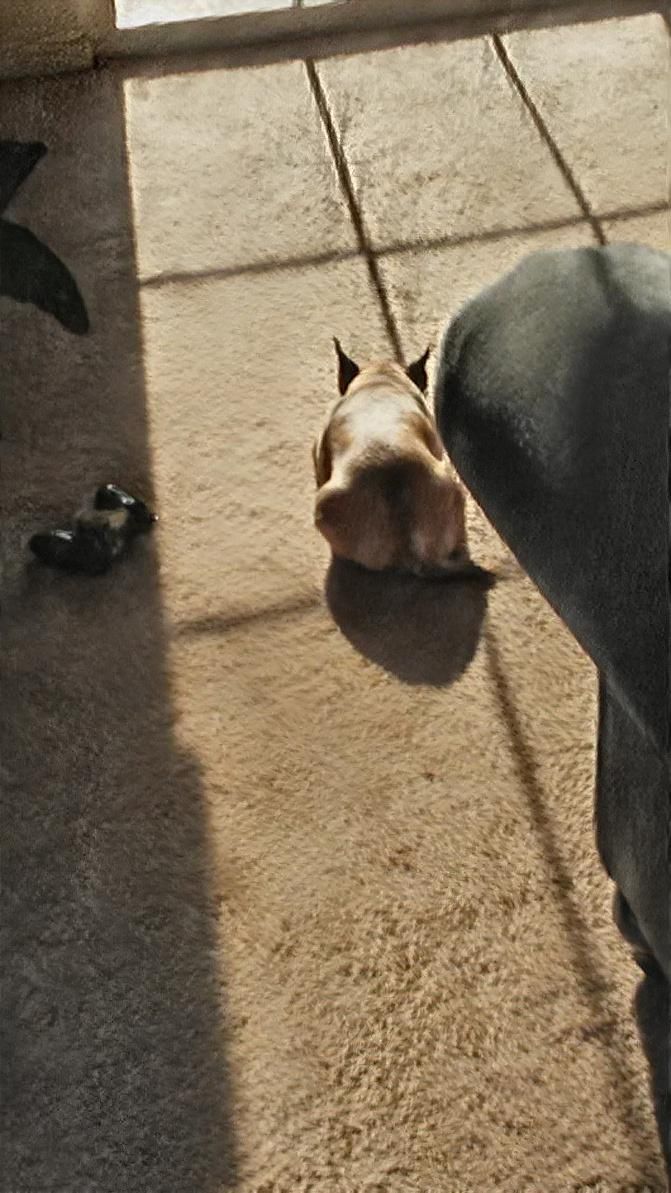 Maggie Sunbathing waiting for mommy and daddy