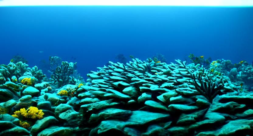 Coral sea