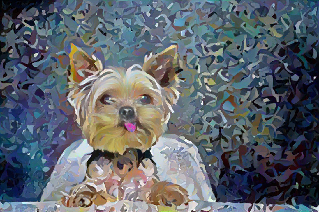 NFT Yorkshire terrier