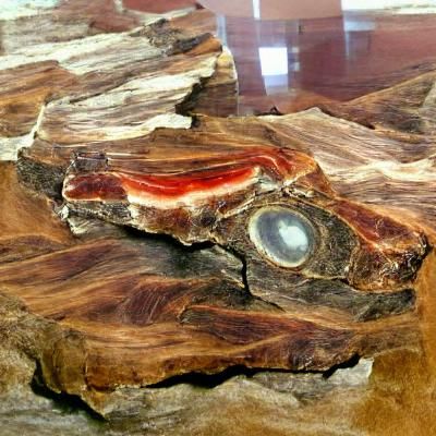 Petrified wood