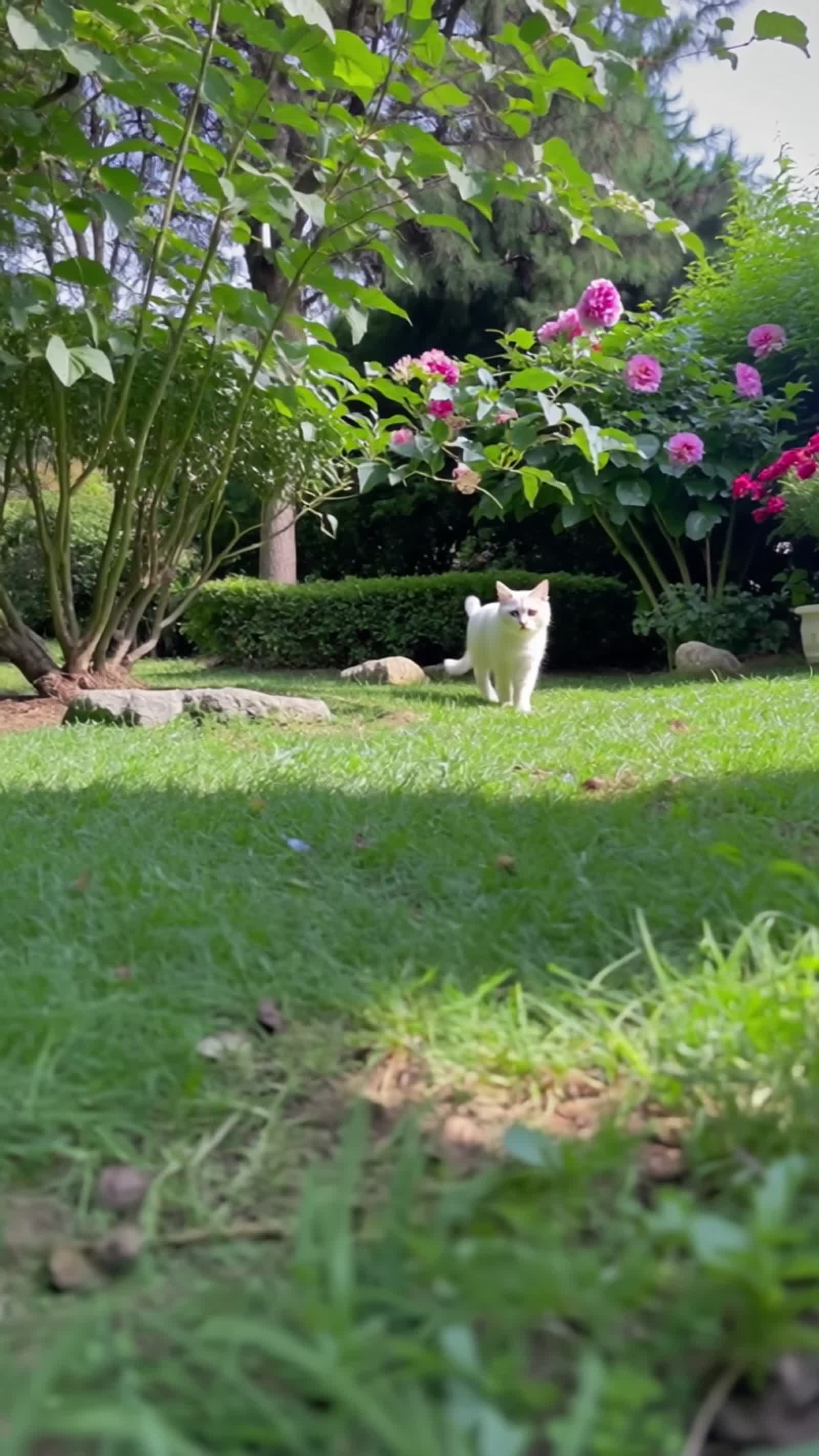 white cat walking in the green grassy garden.