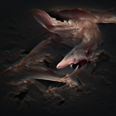 Goblin Shark in Dark Trench