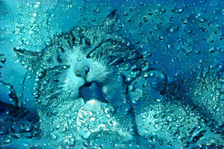 Water cat 🐈💧💦🫧