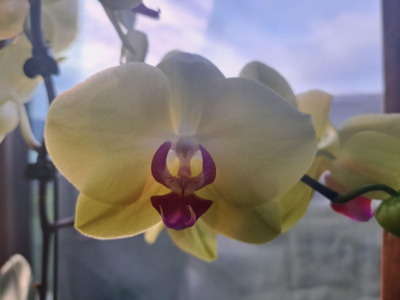 Flowering of Consciousness