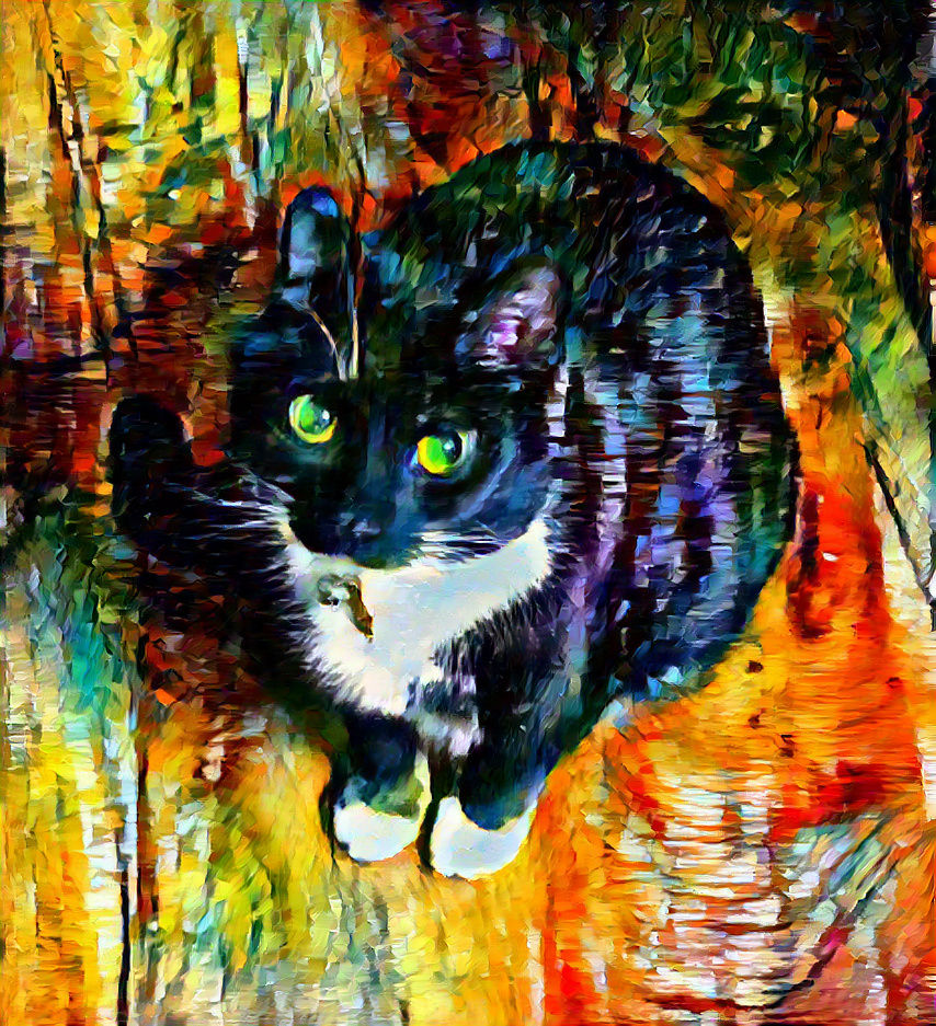 Jude the Cat