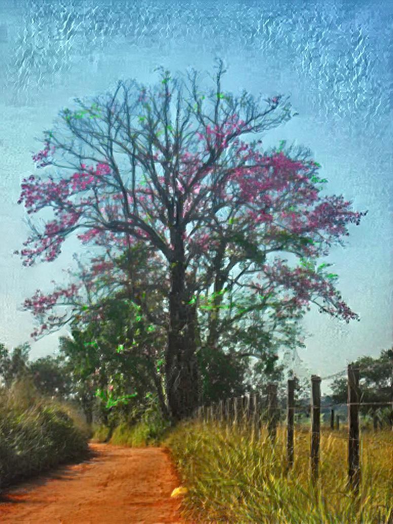 Cerrado tree