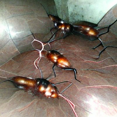 Rhaetians