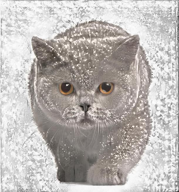 snowy british shorthair