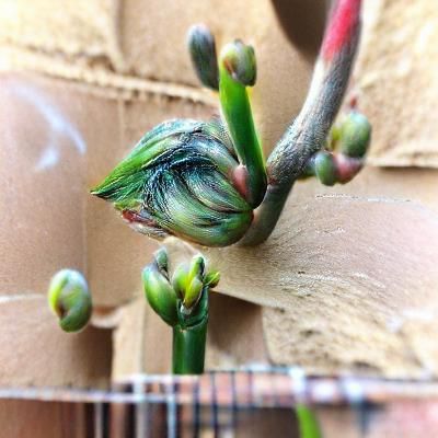 Budding