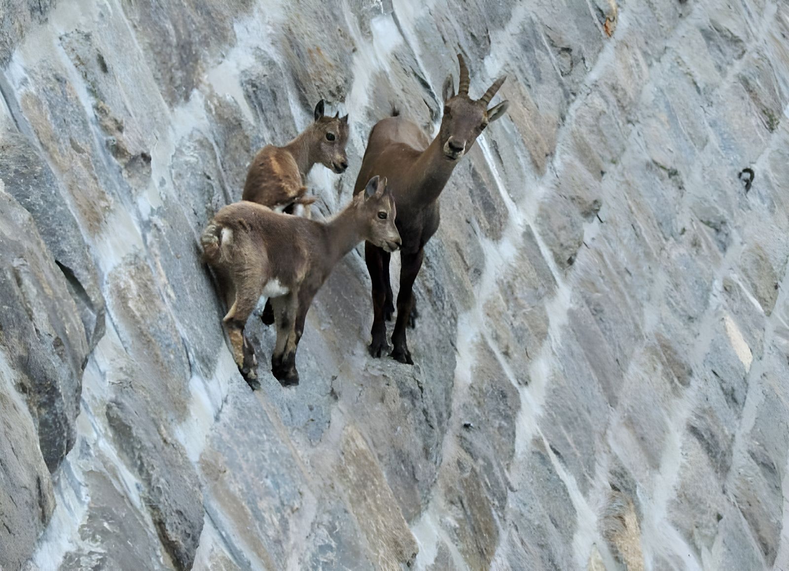 Ibex, Doe & Her Two Kids
