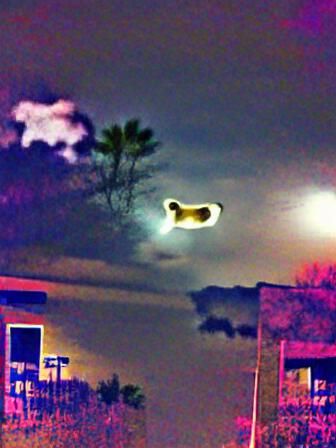 Moon Dog