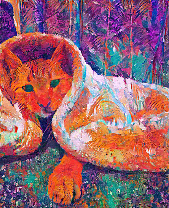 My cat riley