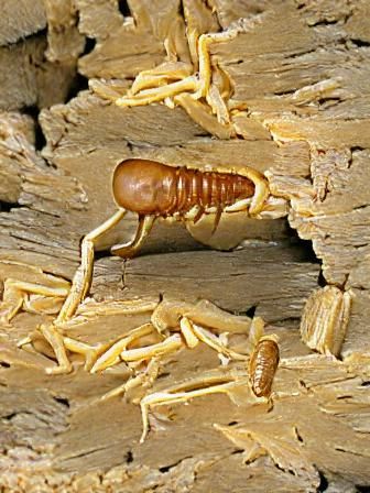 Termite