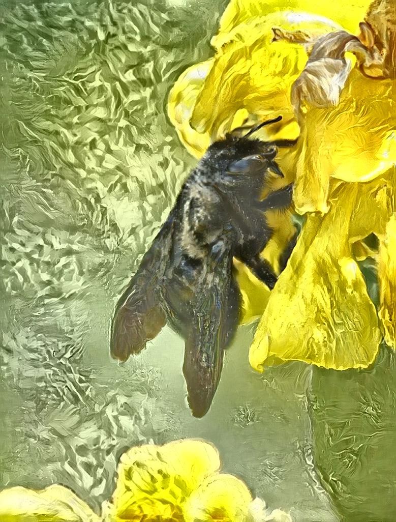 Xylocopa iris / Carpenter bee