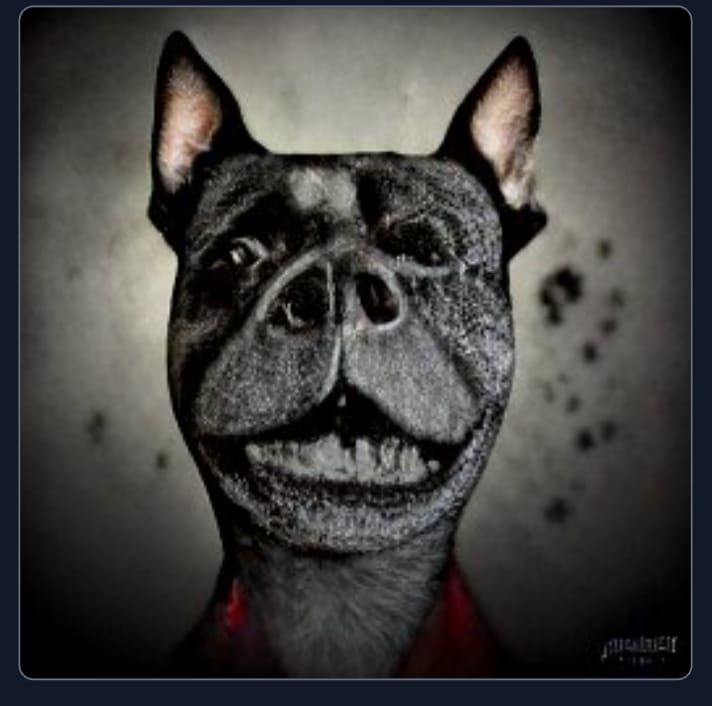 Dog