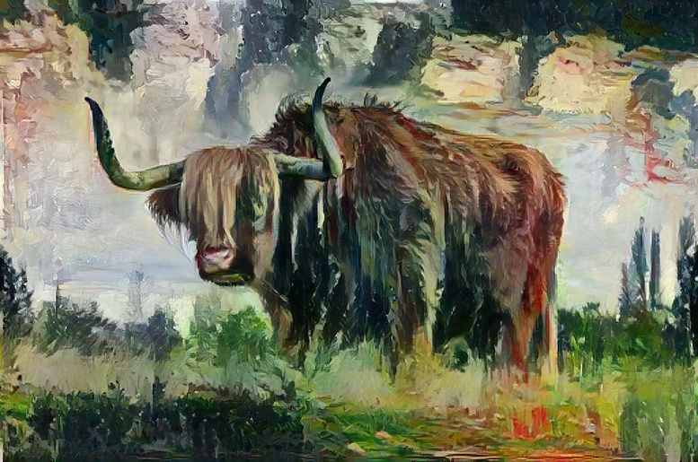 Highland Cow