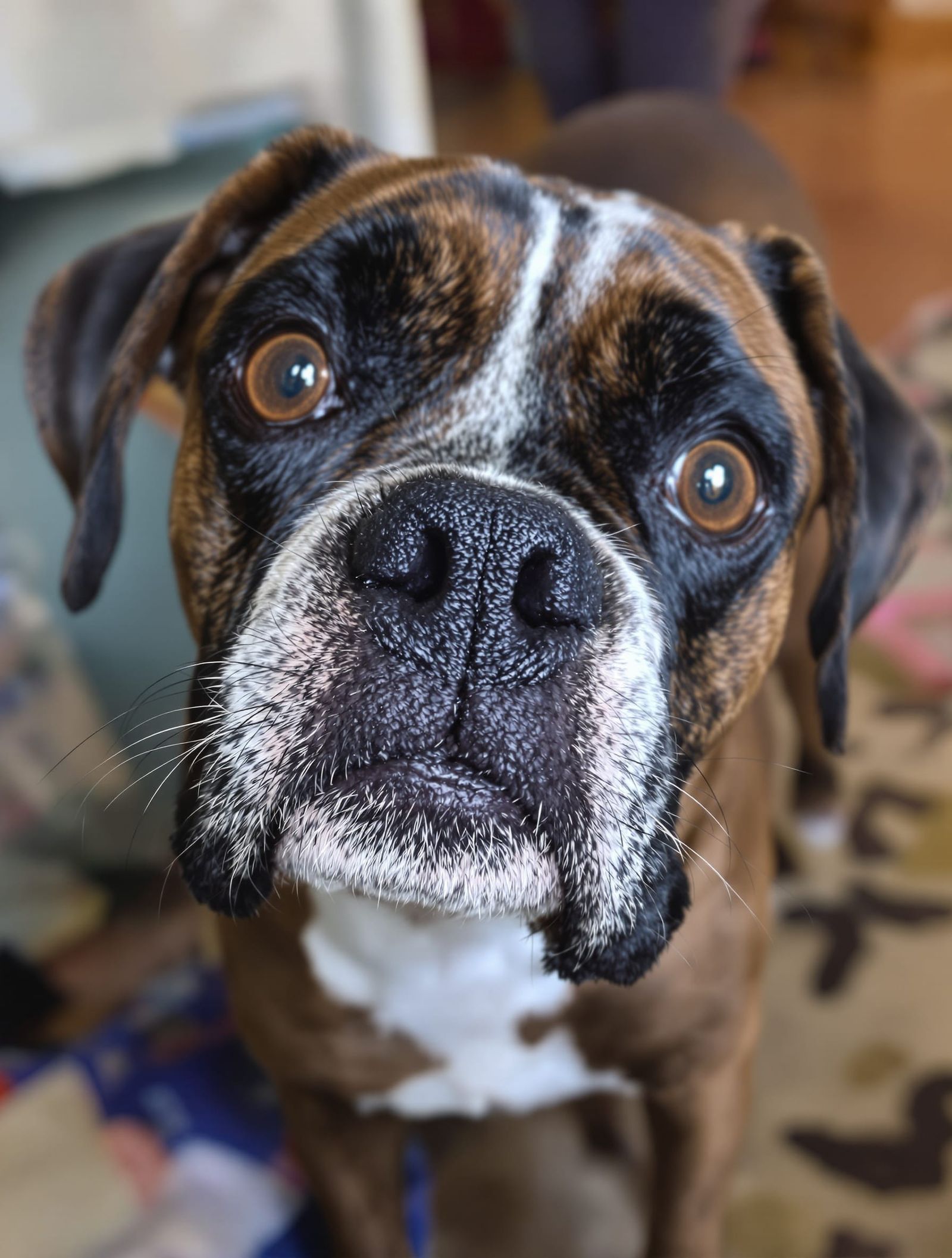 A dog about to be taken is worth saving!  by @Textured Color