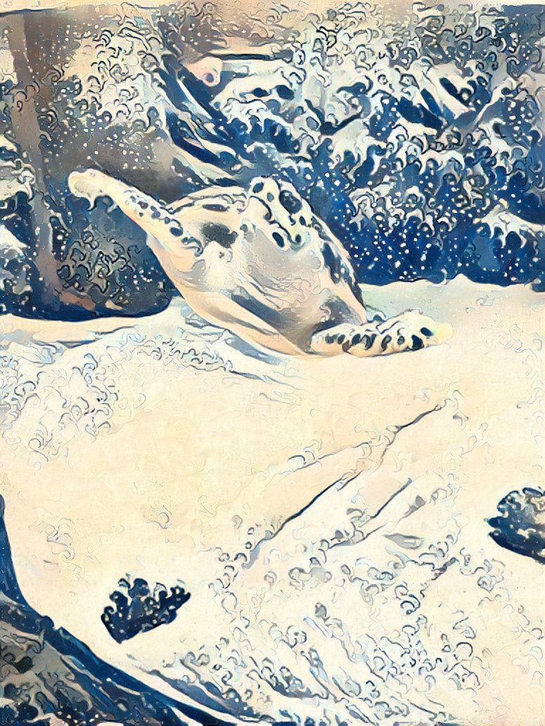A sea turtle in winter.