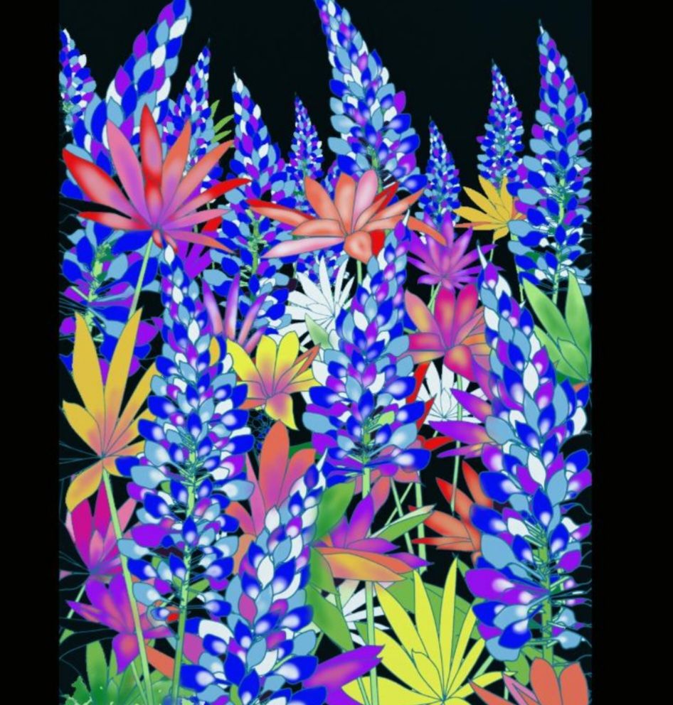 My Texas Hillcountry Wildflowers