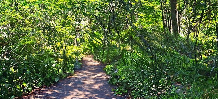 Forest Trail Experiment 629