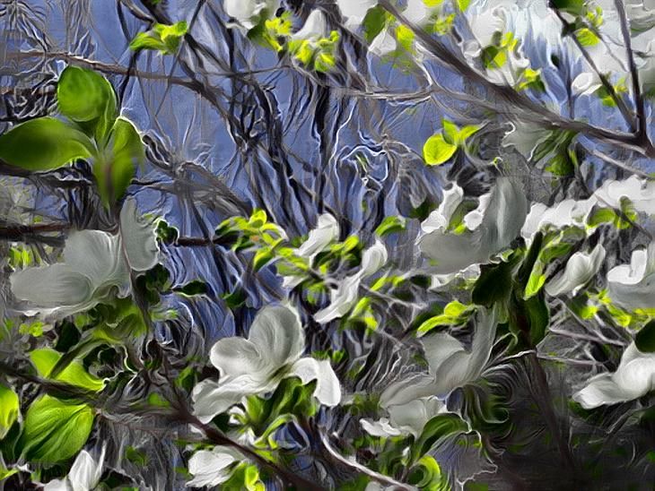 Dogwood Blossoms