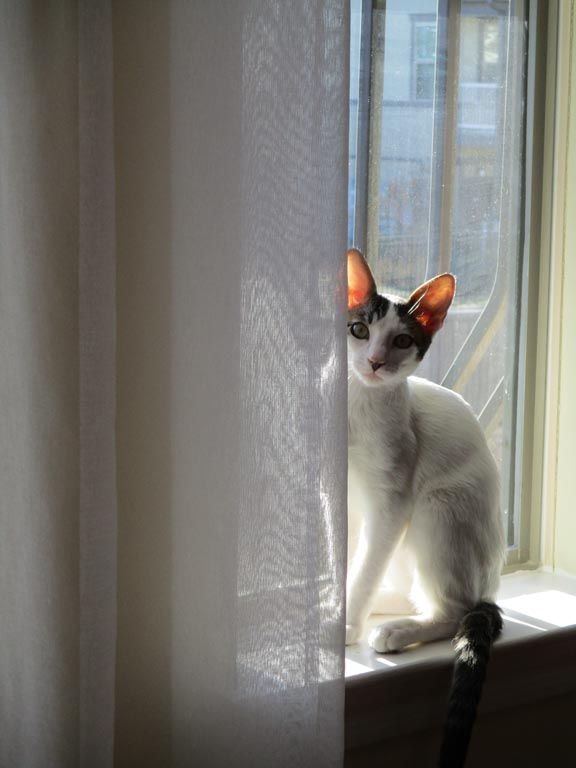 Jax the Oriental Cat