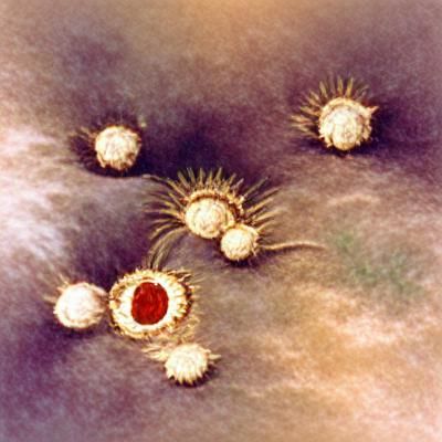 Coronavirus