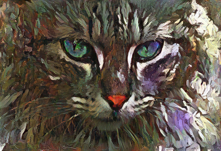 cat