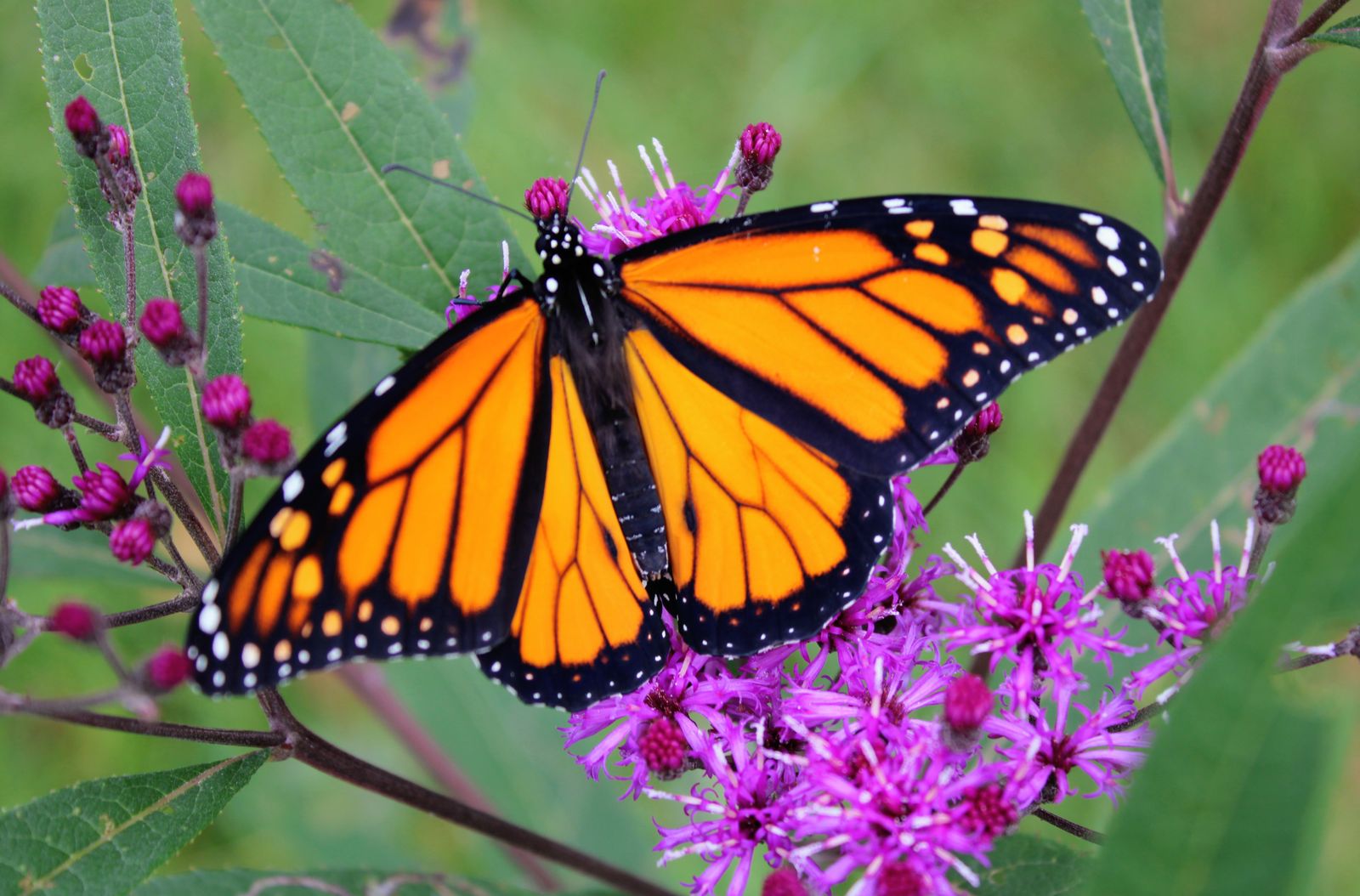 xX_Metalfleurdelis_Xx