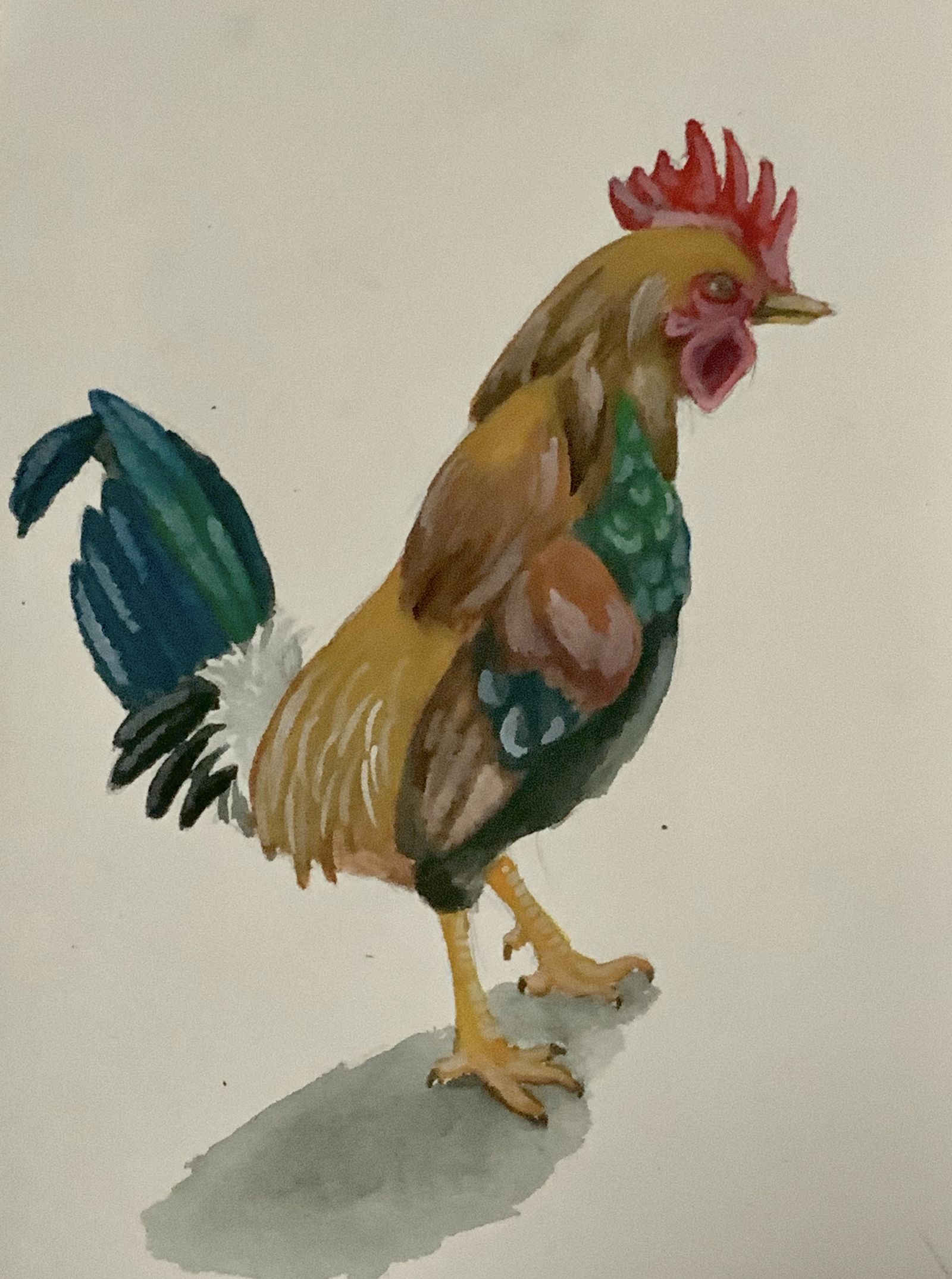 Rooster