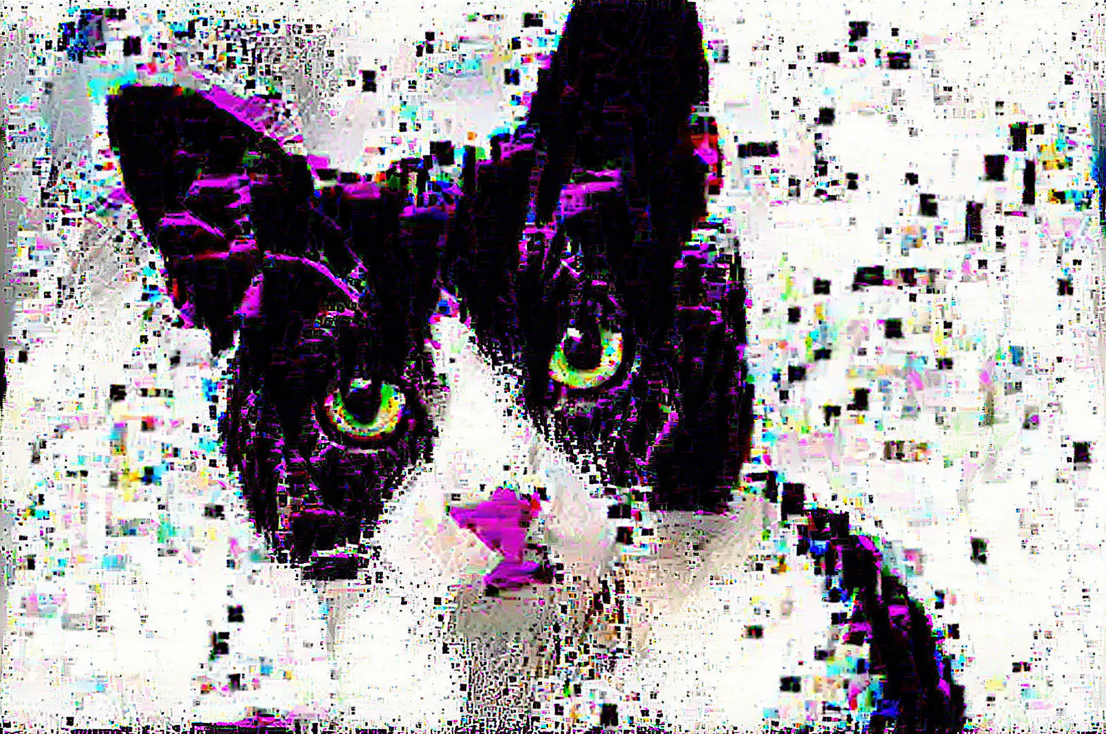 glitch cat